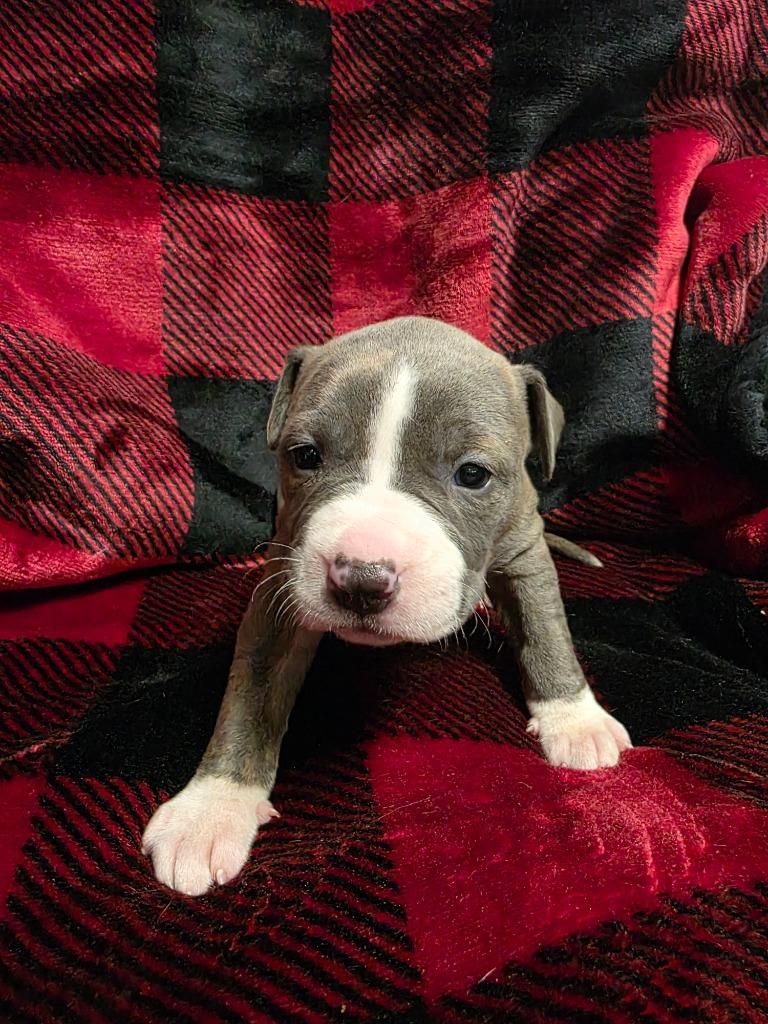 Enlarge Sleigh Bell, a Adoptable mixed breed in Rockport, TX image 1/1