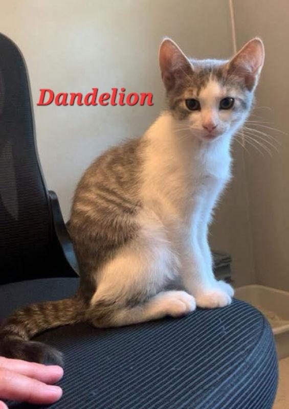 Dandelion, Adopted, Young Female Domestic Short Hair.