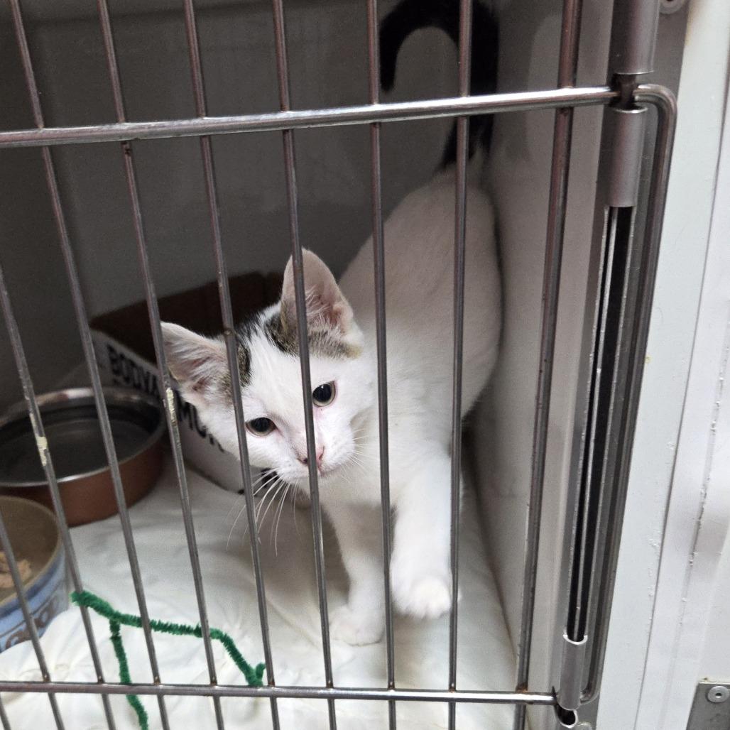 Enlarge Snowball, a Adoptable Domestic Short Hair in Branson, MO image 1/6