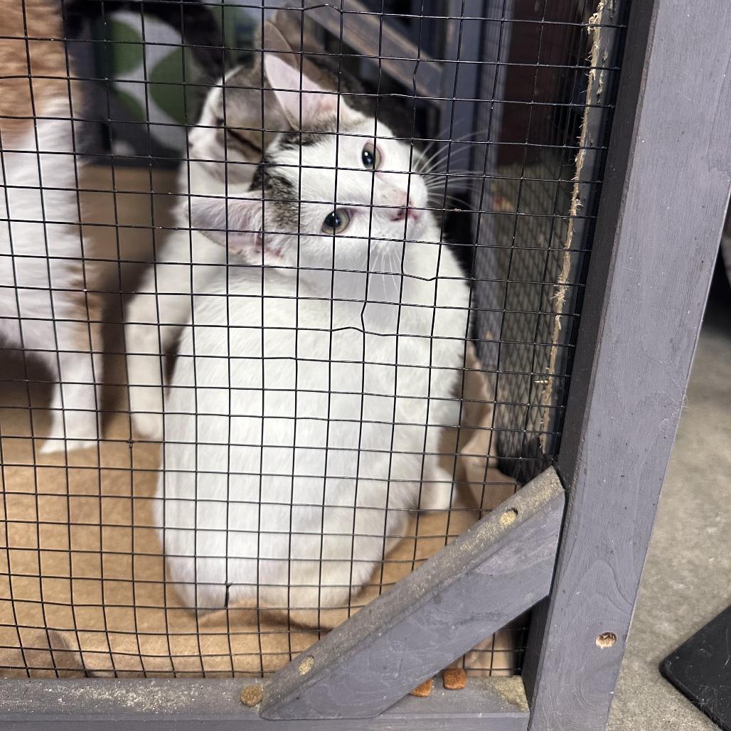 Enlarge Snowball, a Adoptable Domestic Short Hair in Branson, MO image 2/6