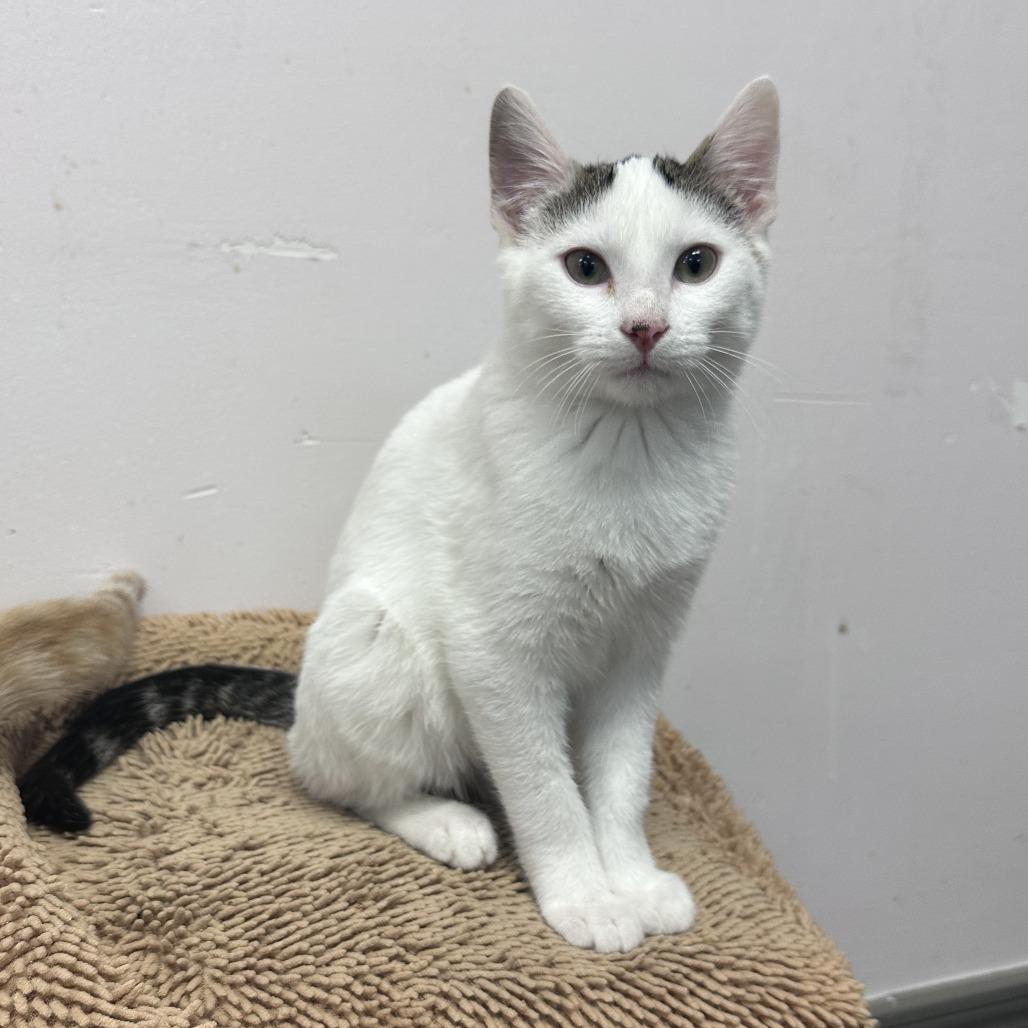 Enlarge Snowball, a Adoptable Domestic Short Hair in Branson, MO image 3/6