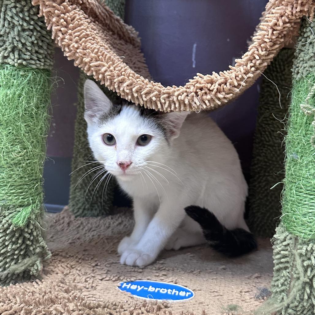 Enlarge Snowball, a Adoptable Domestic Short Hair in Branson, MO image 4/6