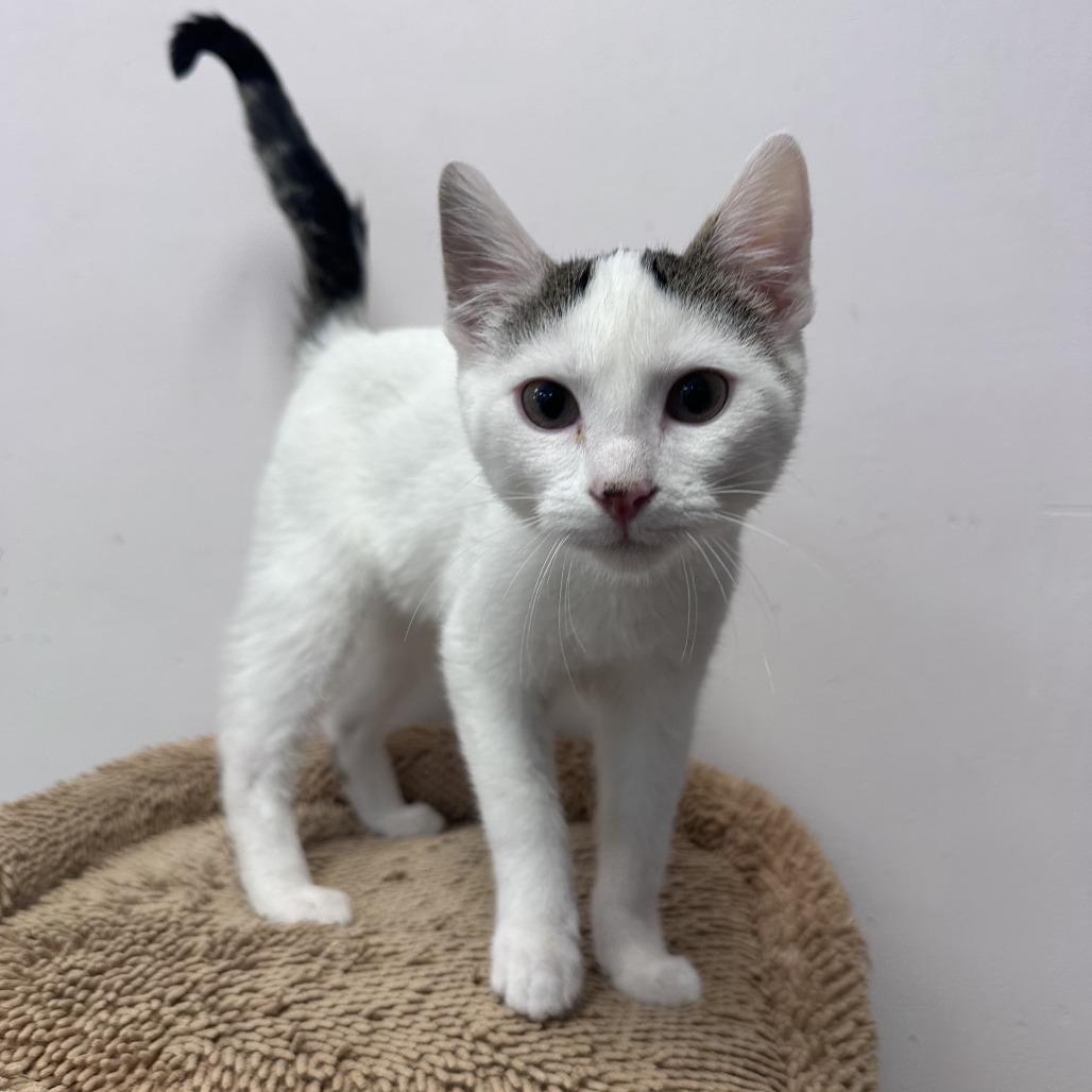 Enlarge Snowball, a Adoptable Domestic Short Hair in Branson, MO image 5/6