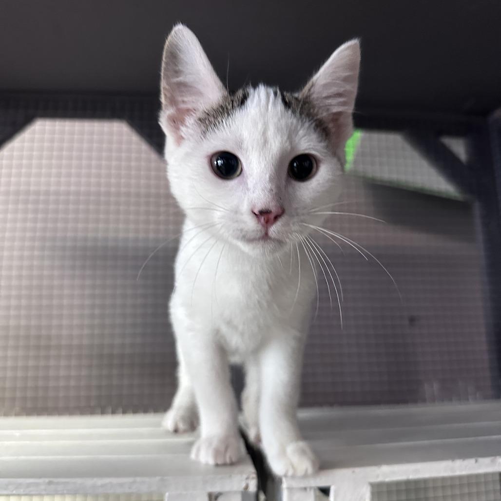 Enlarge Snowball, a Adoptable Domestic Short Hair in Branson, MO image 6/6