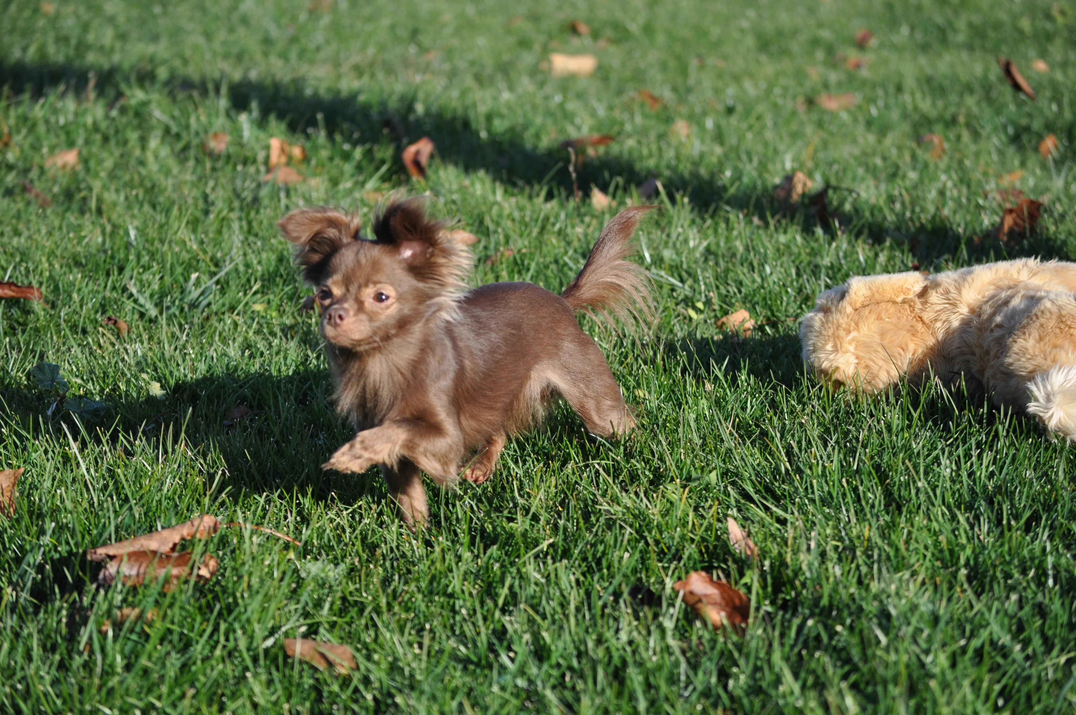 Enlarge Bella , a ADOPTABLE Chihuahua in Union Gap, WA image 5/6