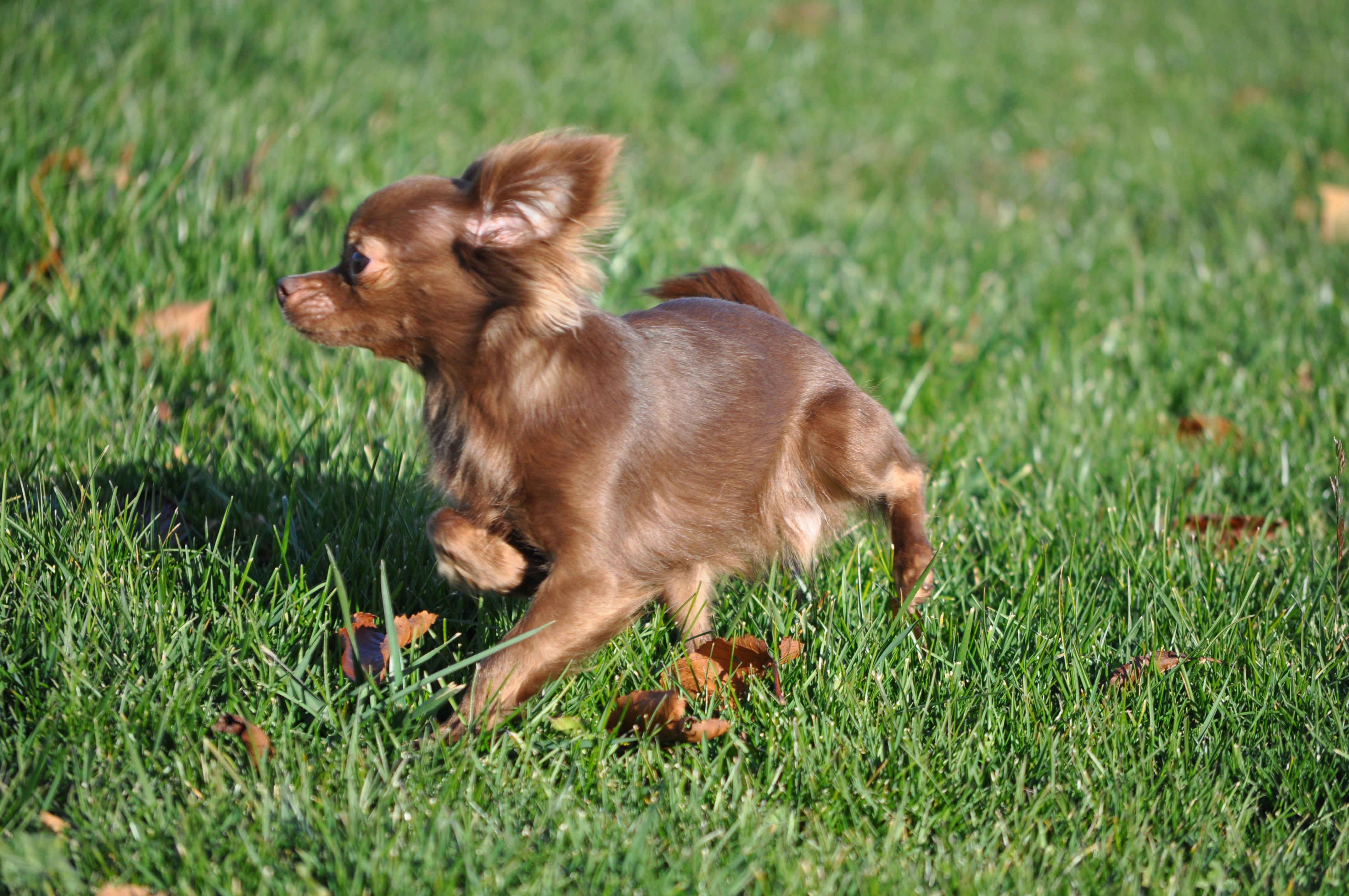 Enlarge Bella , a ADOPTABLE Chihuahua in Union Gap, WA image 6/6
