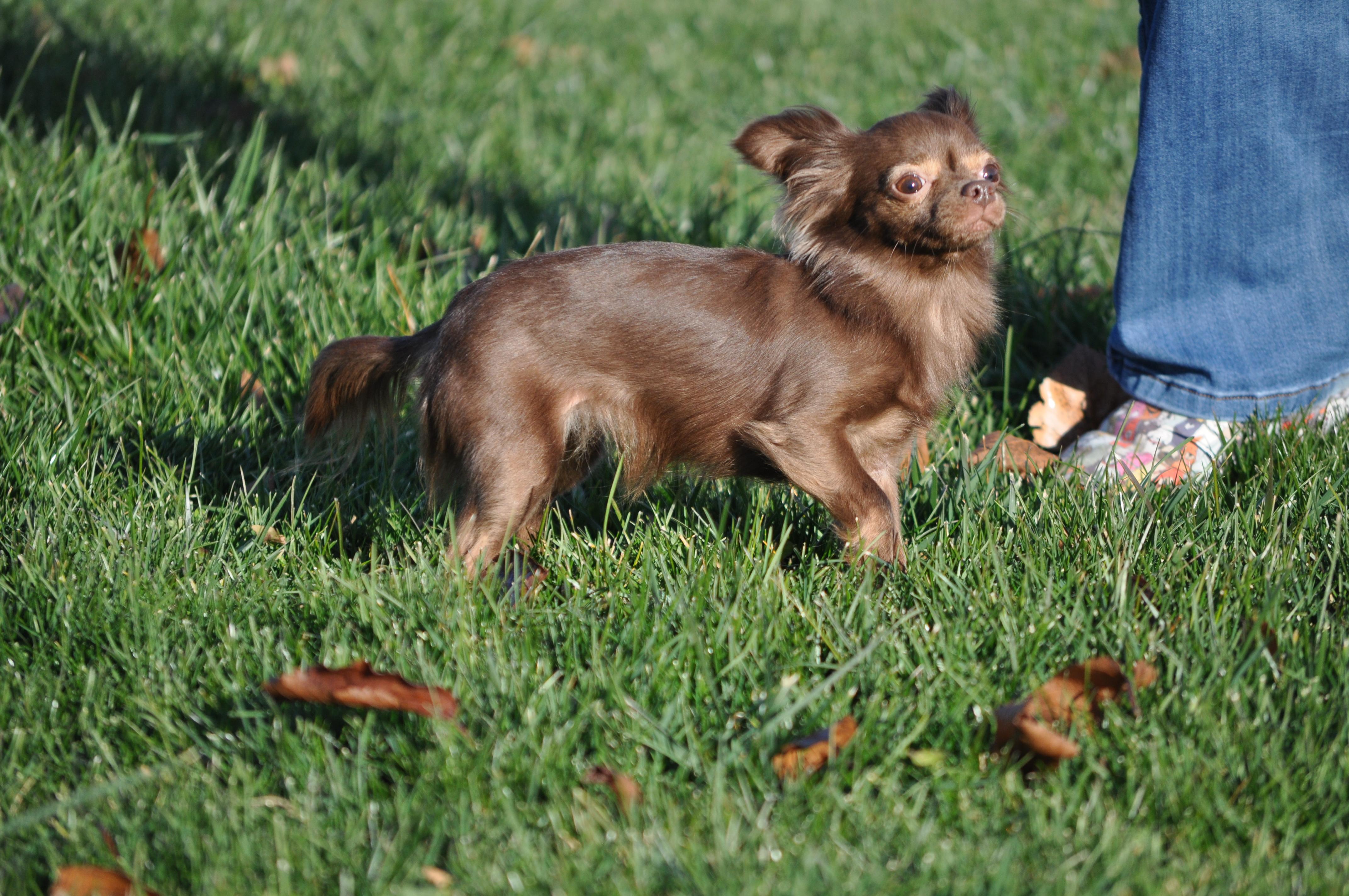 Enlarge Bella , a ADOPTABLE Chihuahua in Union Gap, WA image 4/6