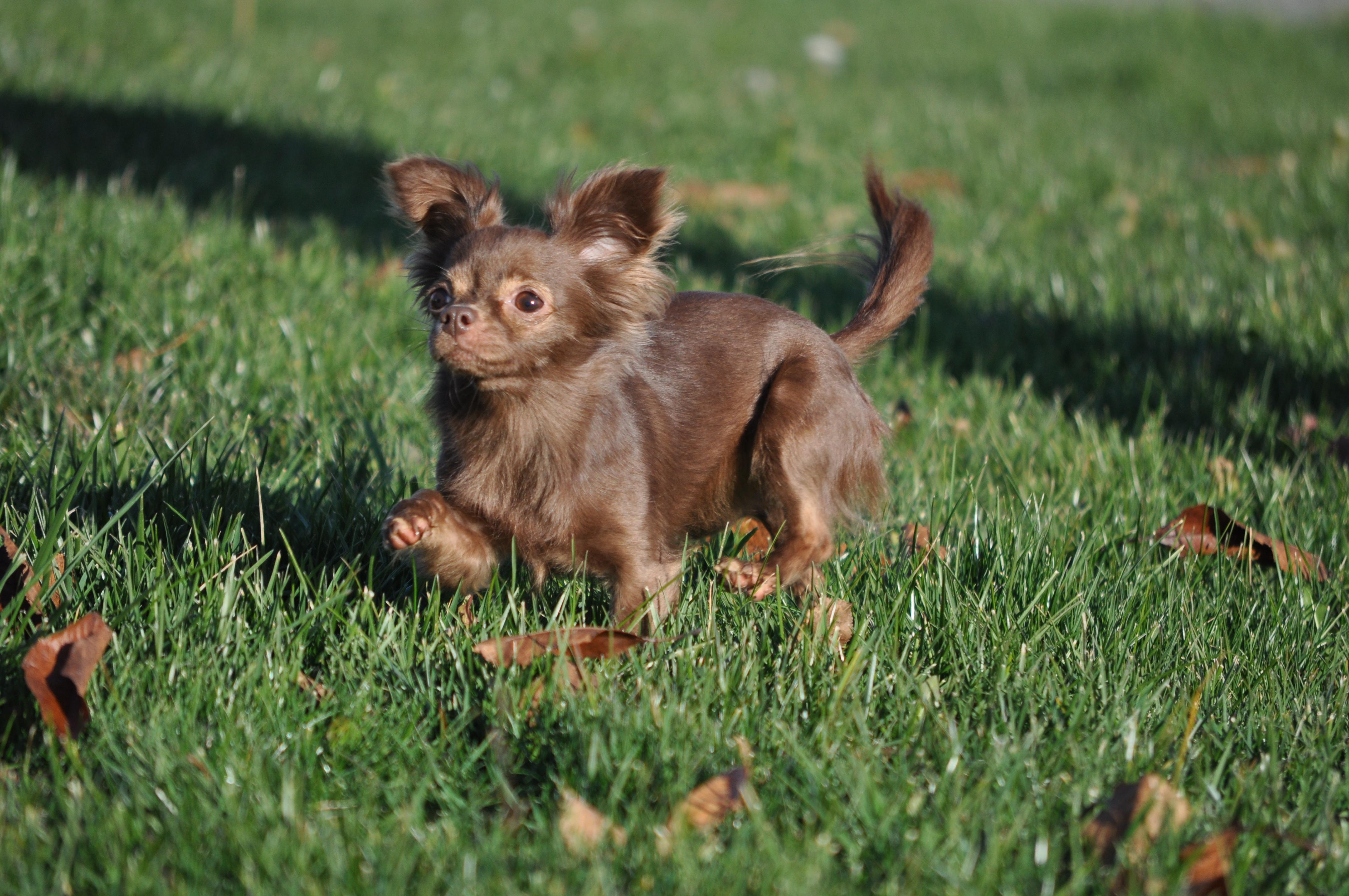 Bella , ADOPTABLE, Adult Female Chihuahua.