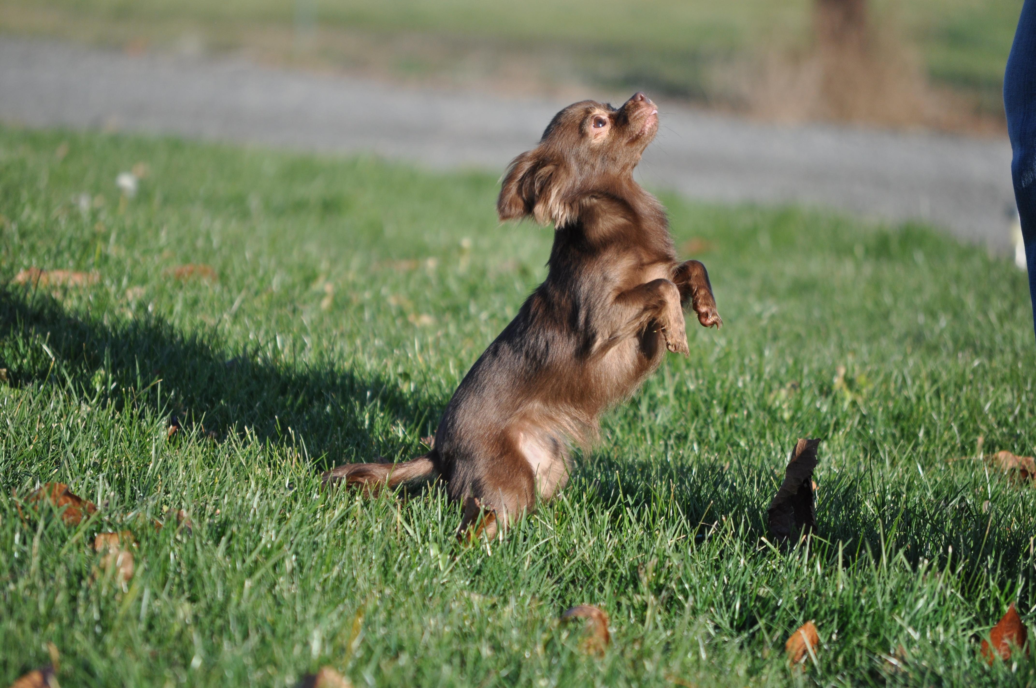 Enlarge Bella , a ADOPTABLE Chihuahua in Union Gap, WA image 3/6