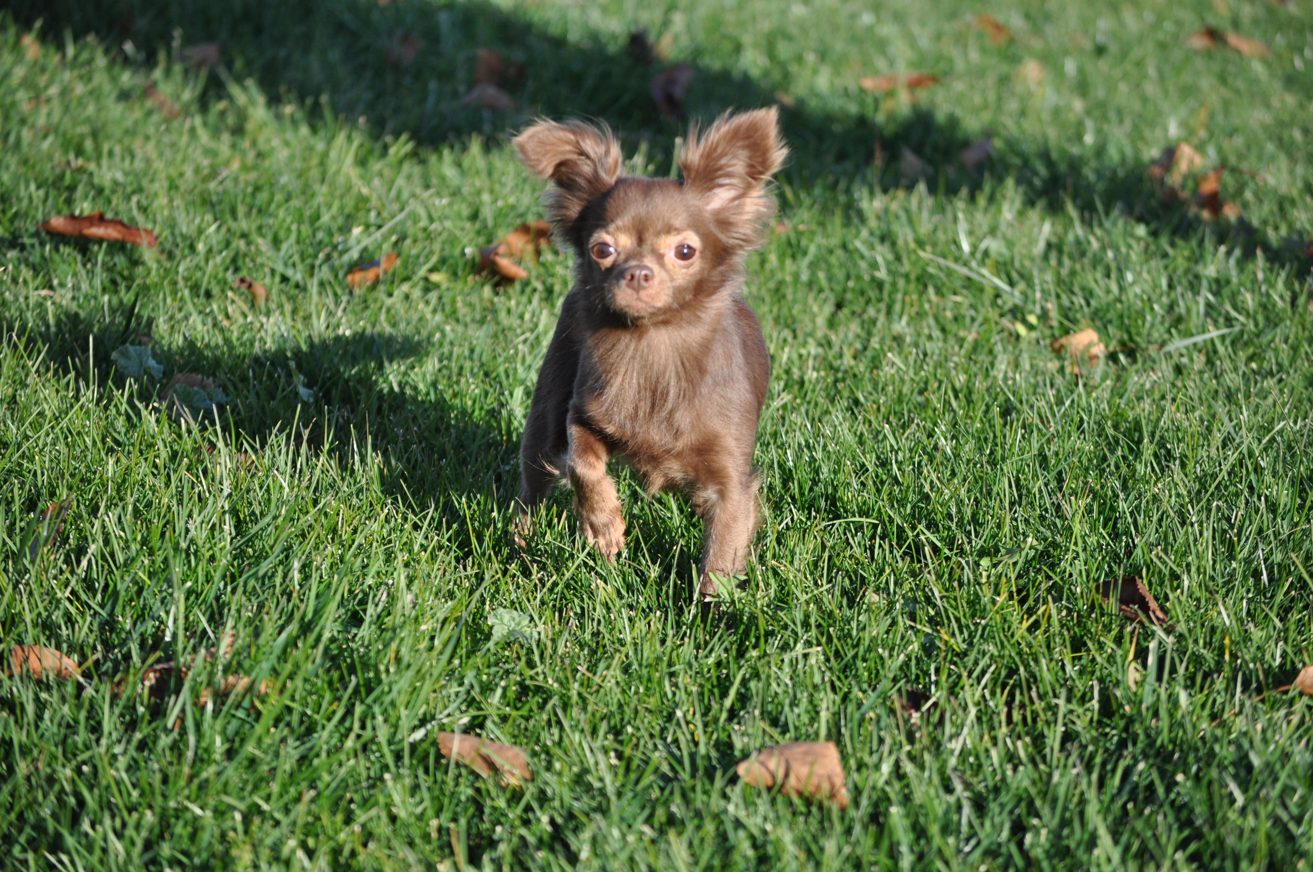 Enlarge Bella , a ADOPTABLE Chihuahua in Union Gap, WA image 2/6
