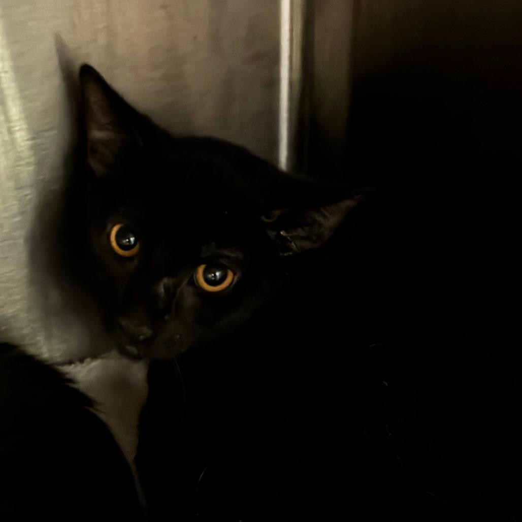 King Protea, Adoptable, Kitten Male Domestic Short Hair.