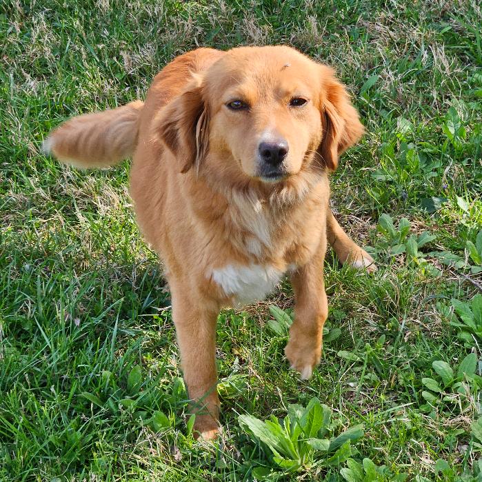 Mandi #7340, Adoptable, Young Female Golden Retriever.