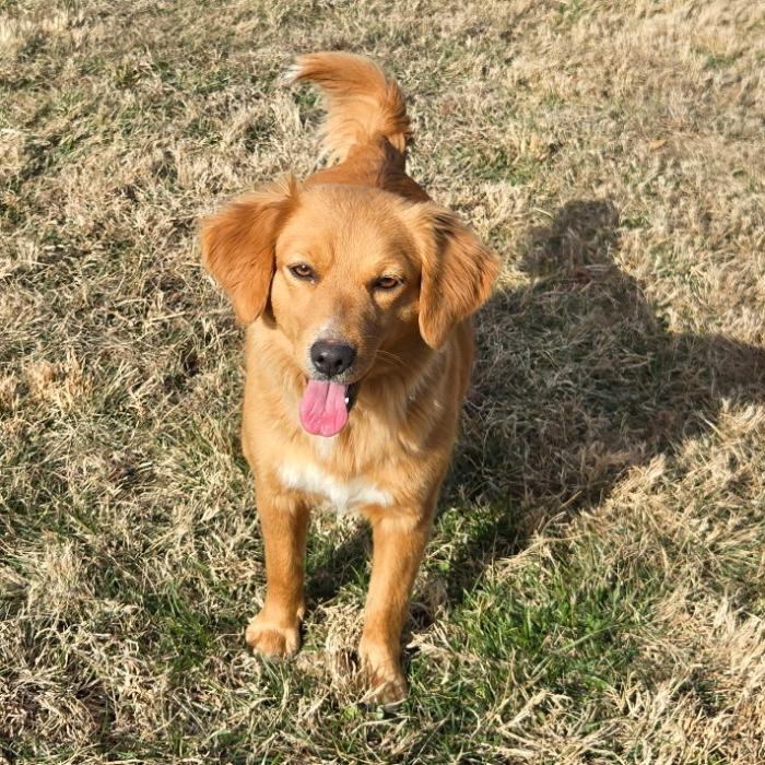Enlarge Mandi #7340, a Adoptable Golden Retriever in Louisville, KY image 2/6