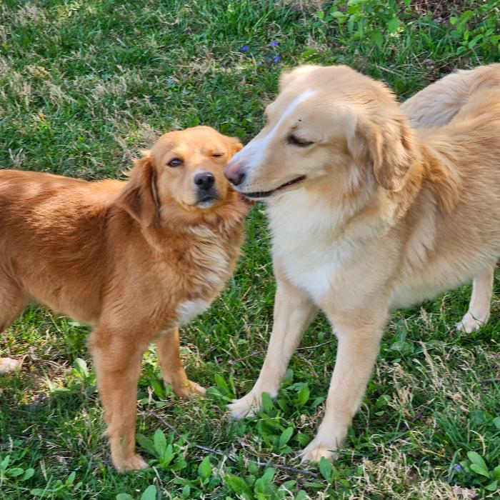 Mandi #7340, Adoptable, Young Female Golden Retriever.