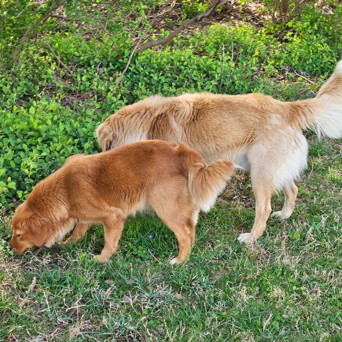 Enlarge Mandi #7340, a Adoptable Golden Retriever in Louisville, KY image 5/6