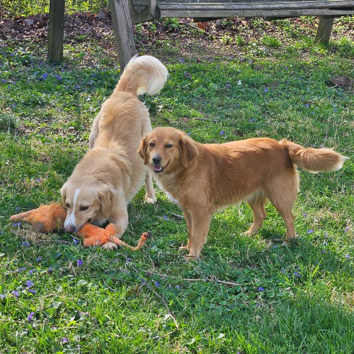 Enlarge Mandi #7340, a Adoptable Golden Retriever in Louisville, KY image 6/6