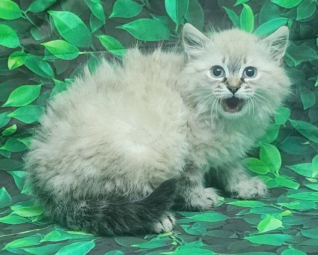 Enlarge 260531  Saffron, a Adopted Domestic Long Hair in Wetumpka, AL image 1/3