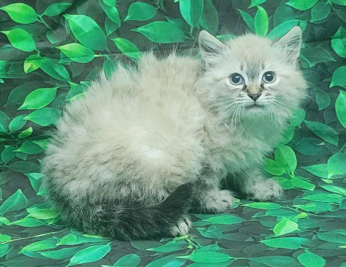 Enlarge 260531  Saffron, a Adopted Domestic Long Hair in Wetumpka, AL image 2/3