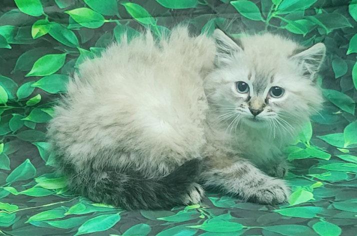 Enlarge 260531  Saffron, a Adopted Domestic Long Hair in Wetumpka, AL image 3/3