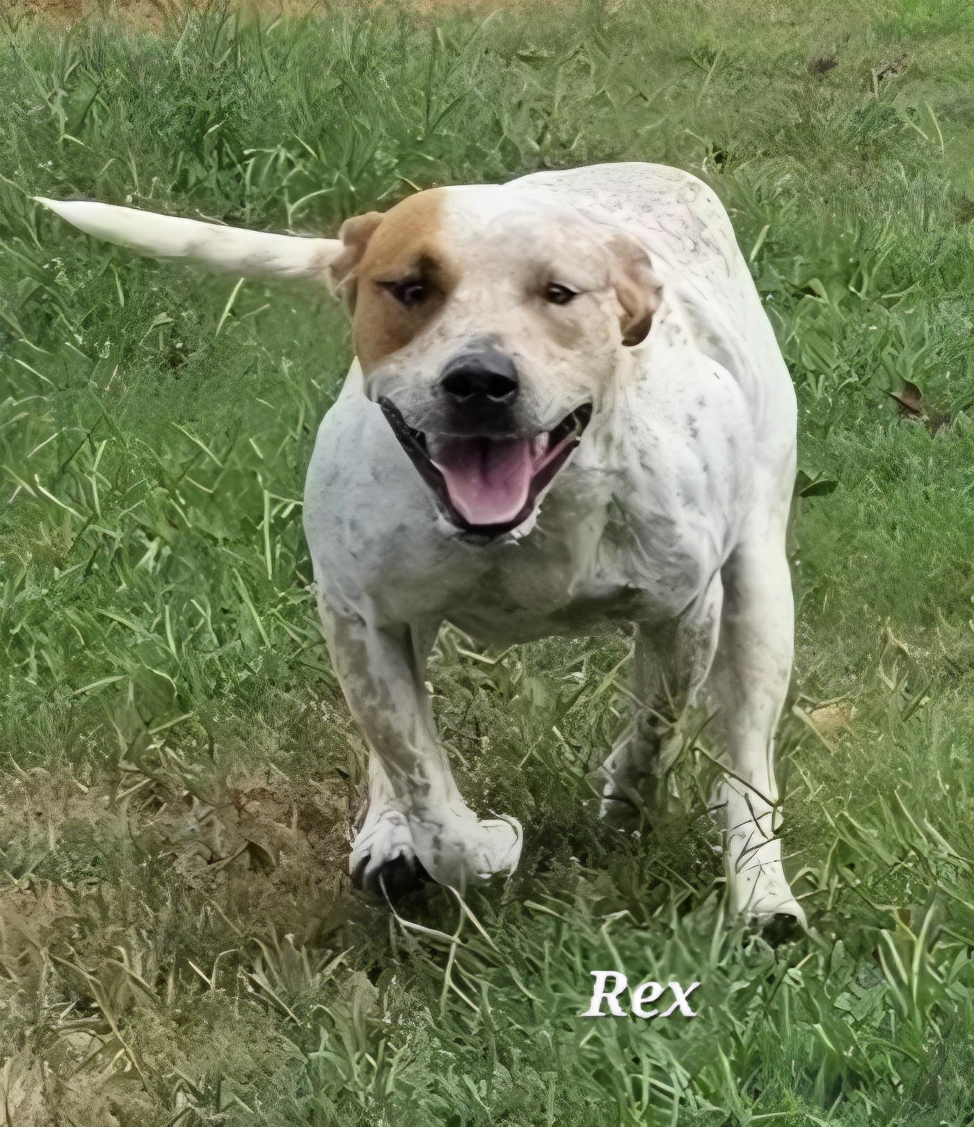 Rex, a Adoptable mixed breed in Warren, RI image 4/5
