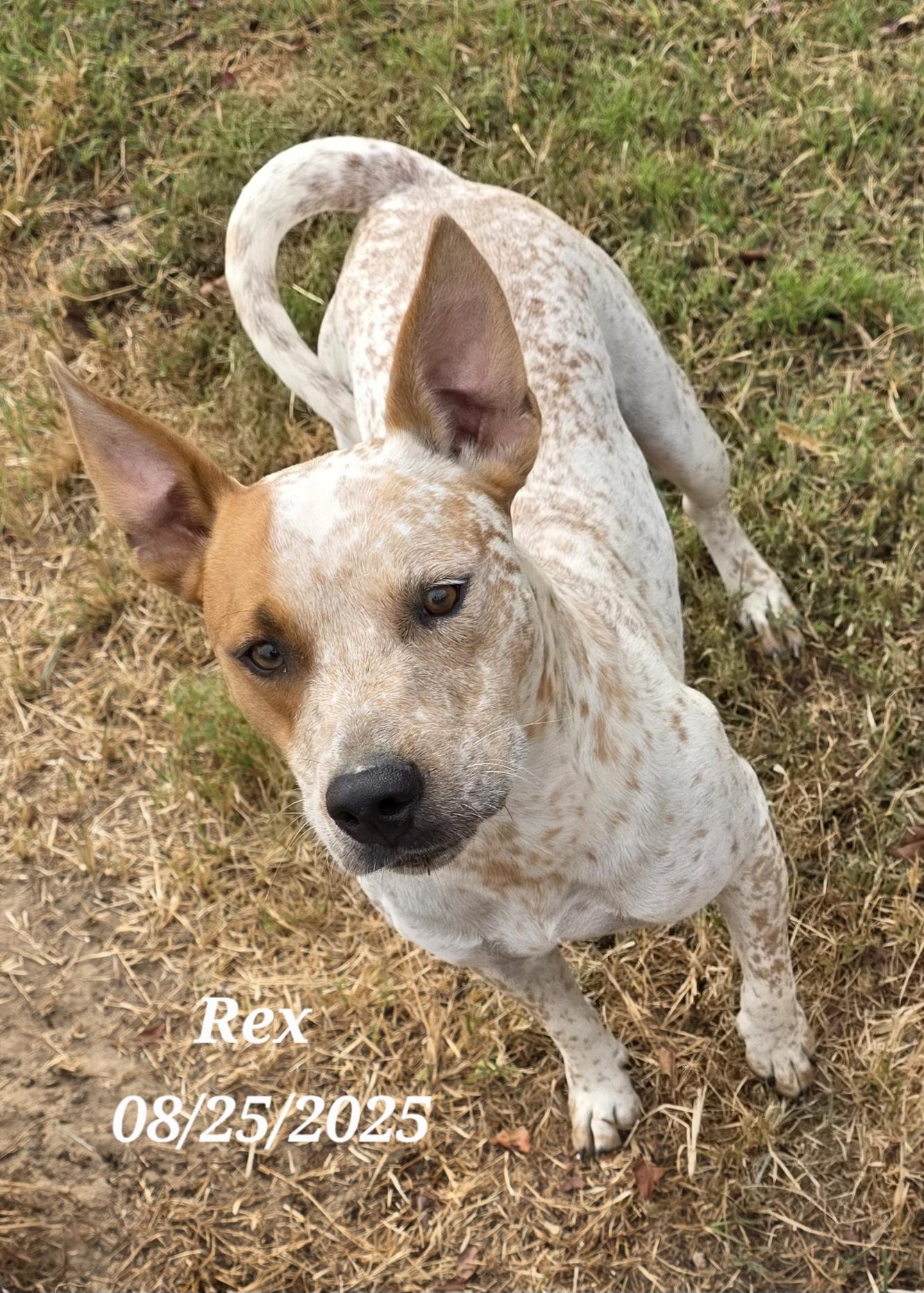 Rex, a Adoptable mixed breed in Warren, RI image 5/5