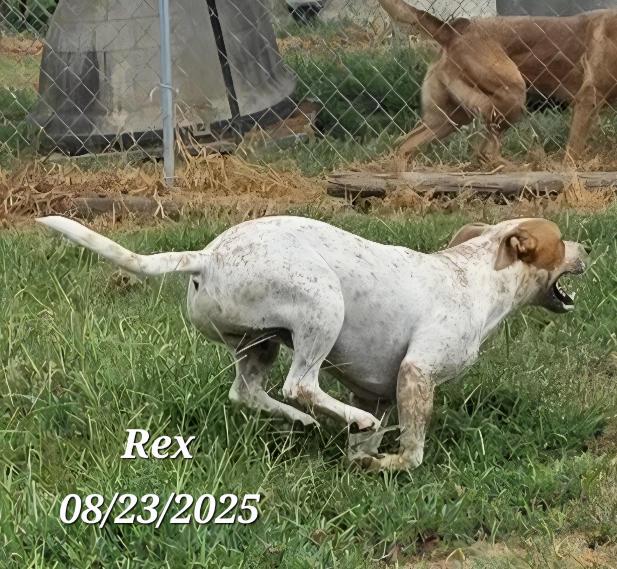 Rex, a Adoptable mixed breed in Warren, RI image 1/5