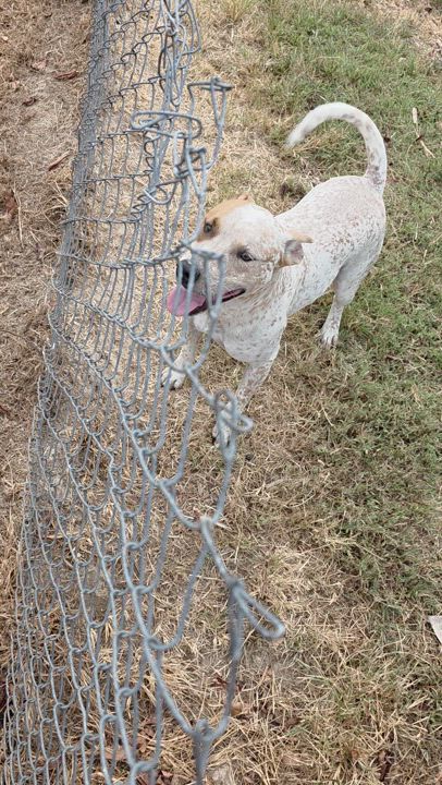 Enlarge Rex, a Adoptable mixed breed in Warren, RI video 2/5