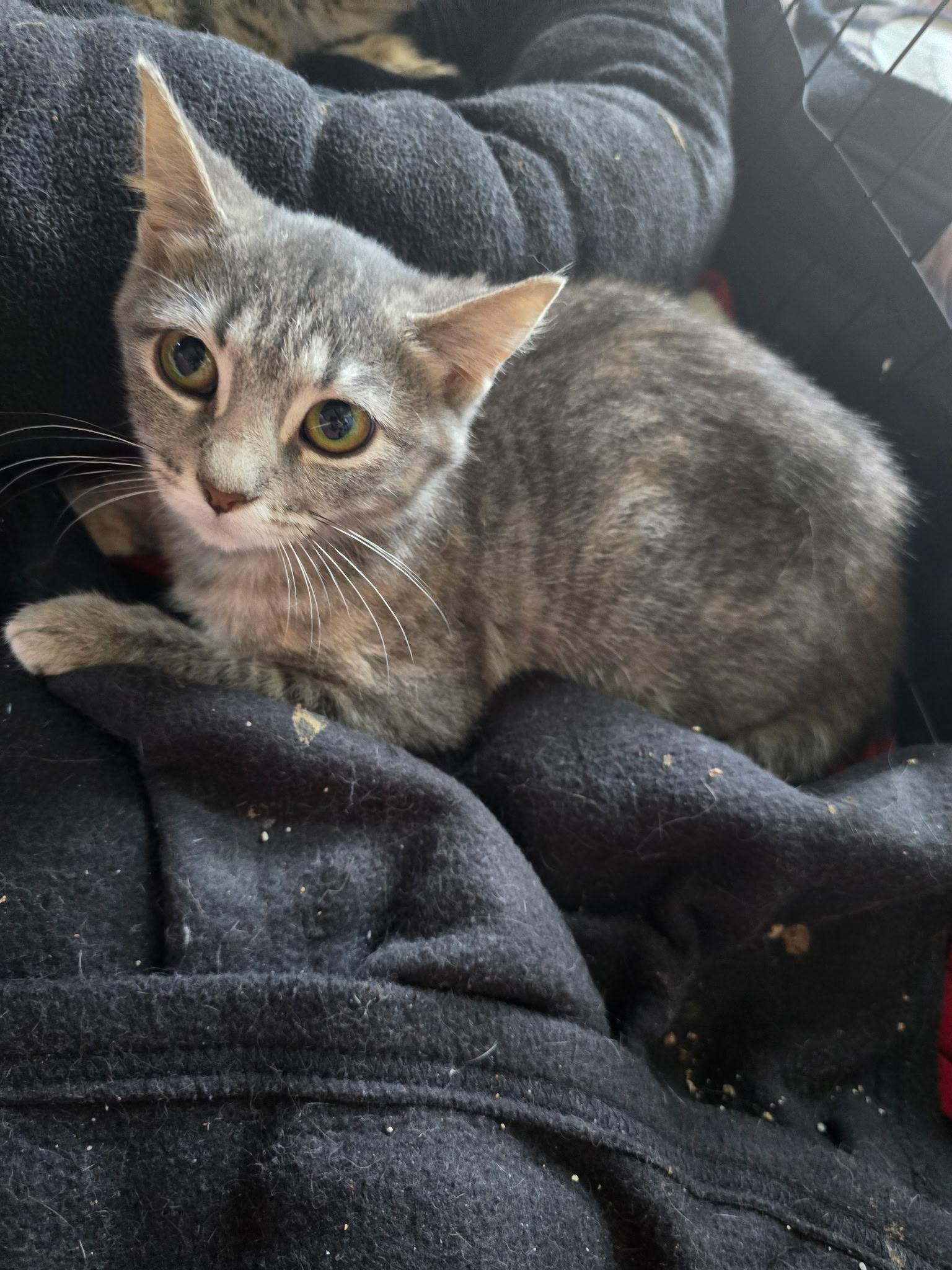Enlarge Junie B. Jones, a Adoptable Domestic Short Hair in Sauk City, WI image 2/2