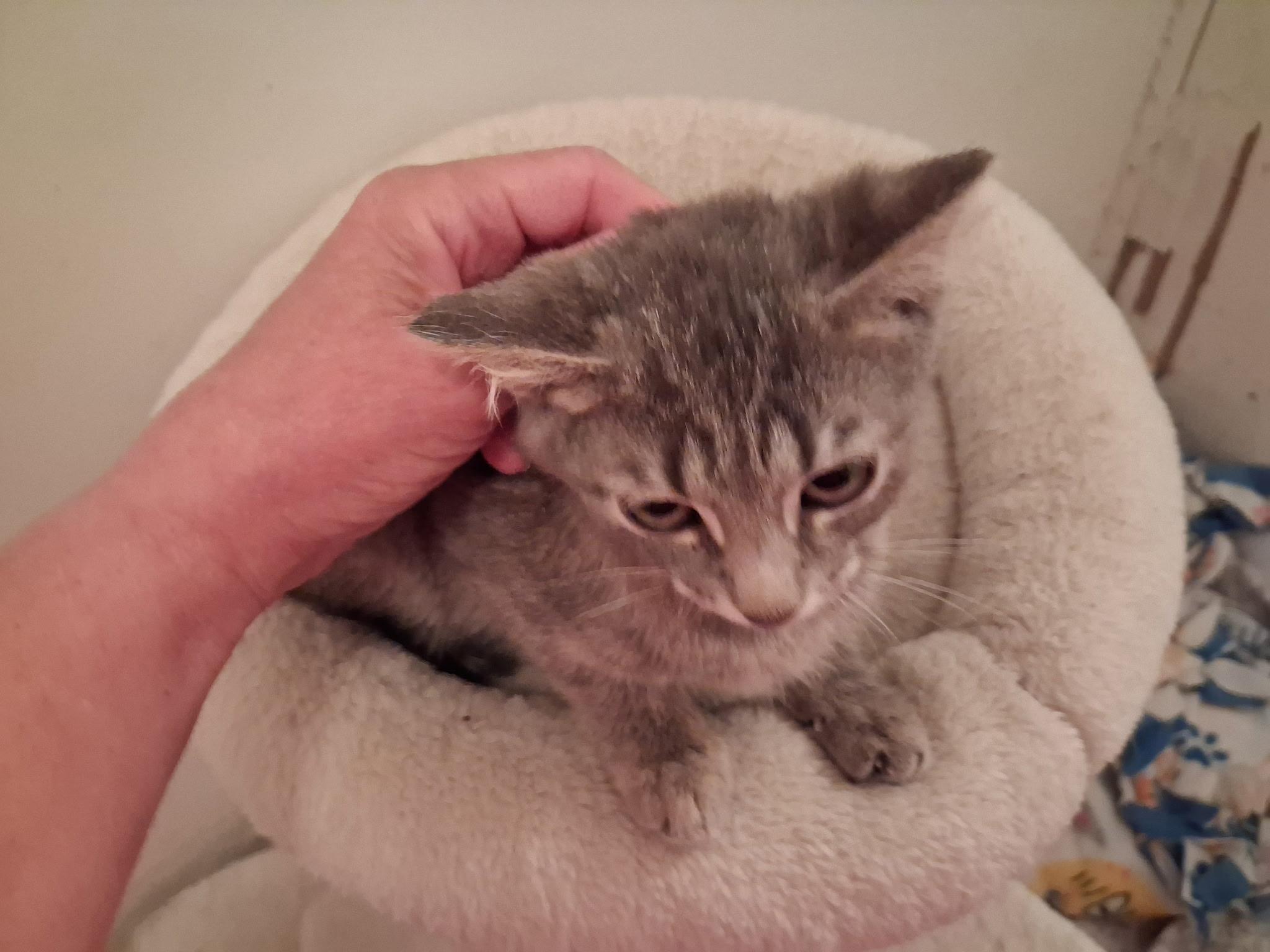 Junie B. Jones, Adoptable, Kitten Female Domestic Short Hair.