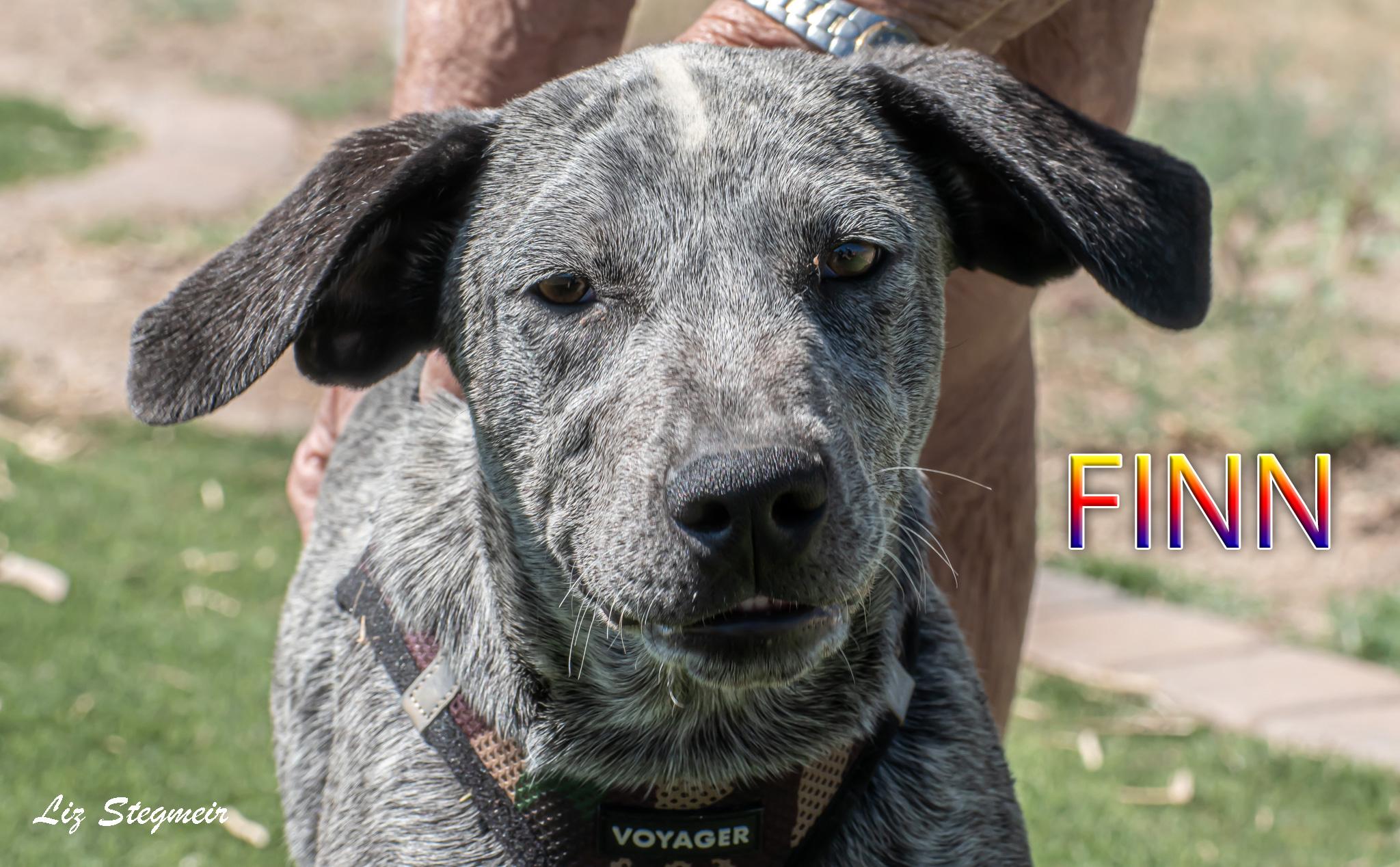 Enlarge Finn, a Adoptable mixed breed in Mayer, AZ image 1/1