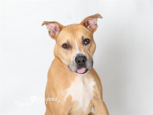 GRACIOUS, Adoptable, Young Female Boxer & Mixed Breed.