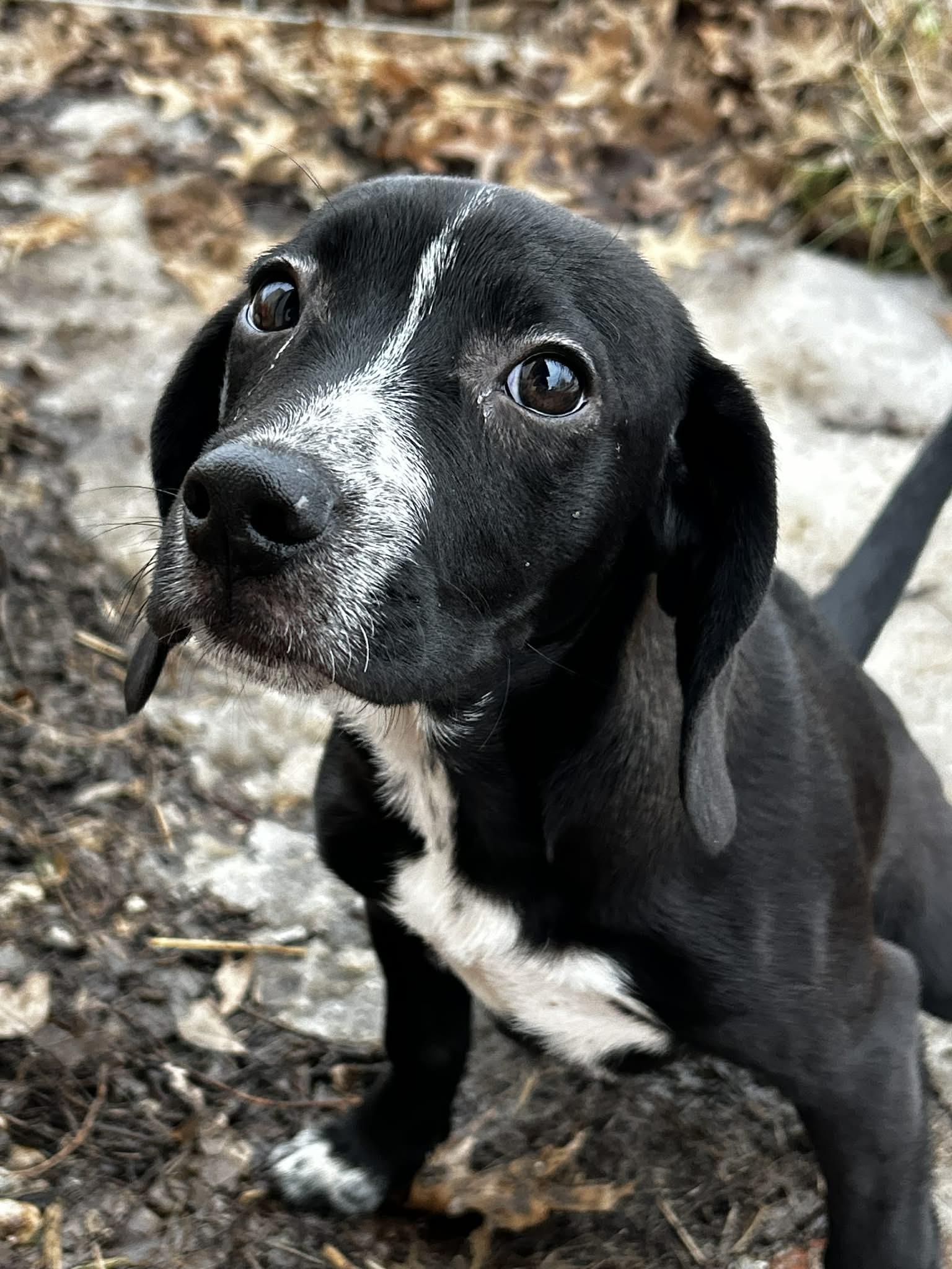 Gabby, ADOPTABLE, Puppy Female Beagle.