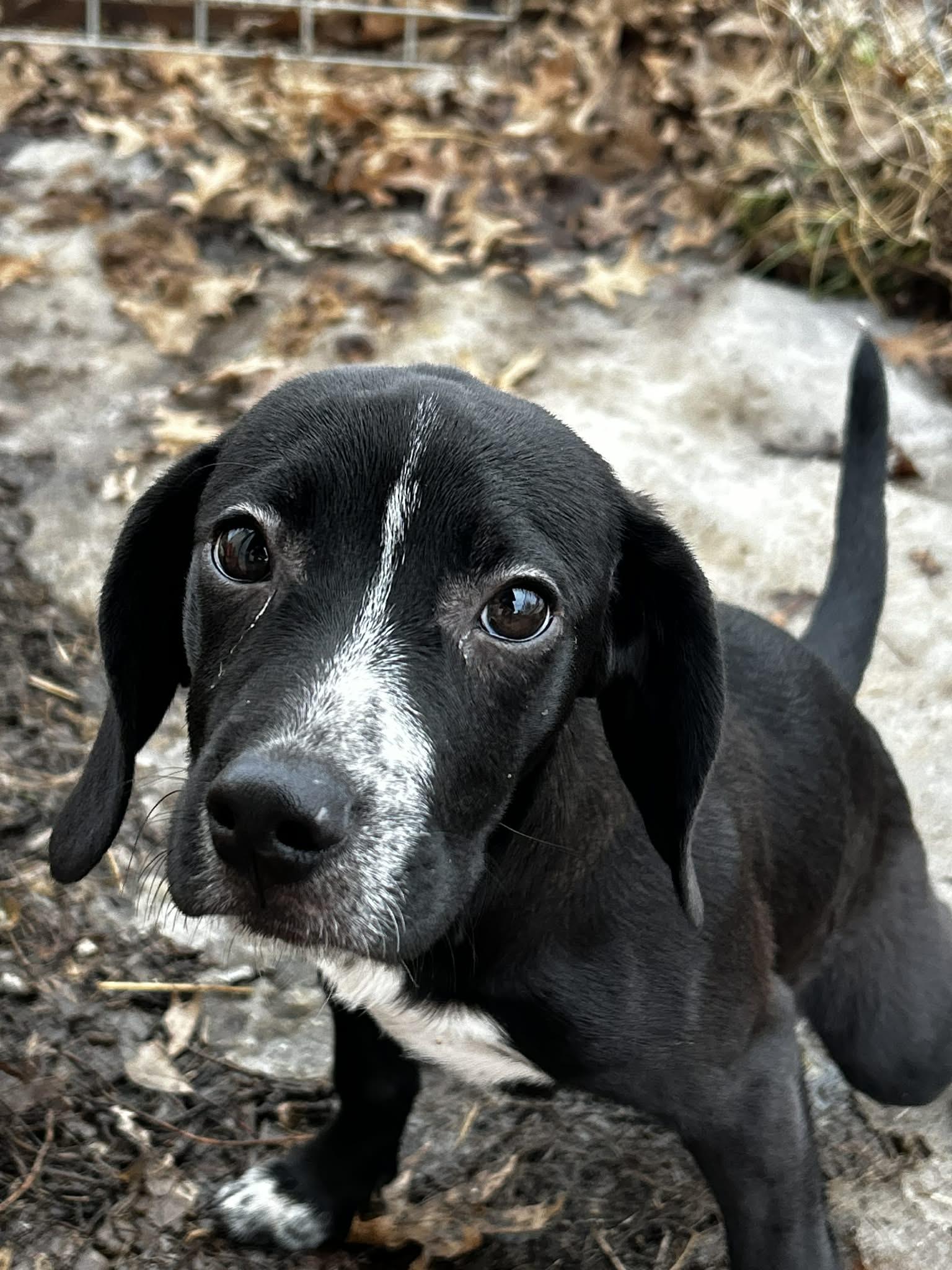 Enlarge Gabby, a ADOPTABLE mixed breed in Brunswick, OH image 2/3
