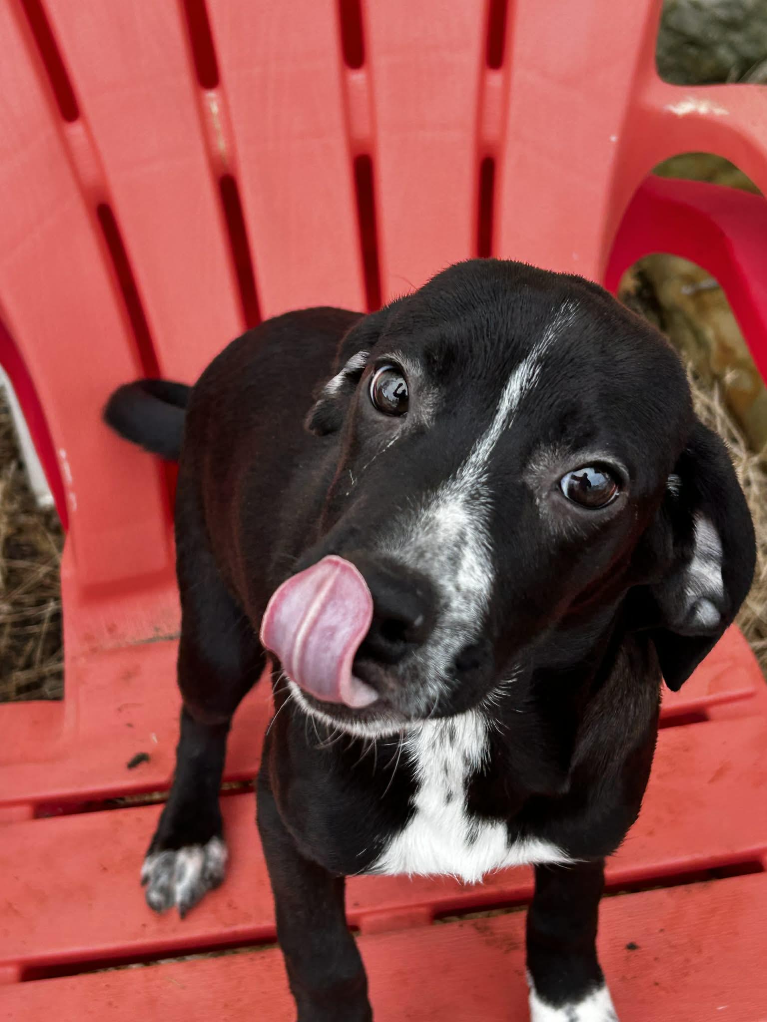 Enlarge Gabby, a ADOPTABLE mixed breed in Brunswick, OH image 3/3