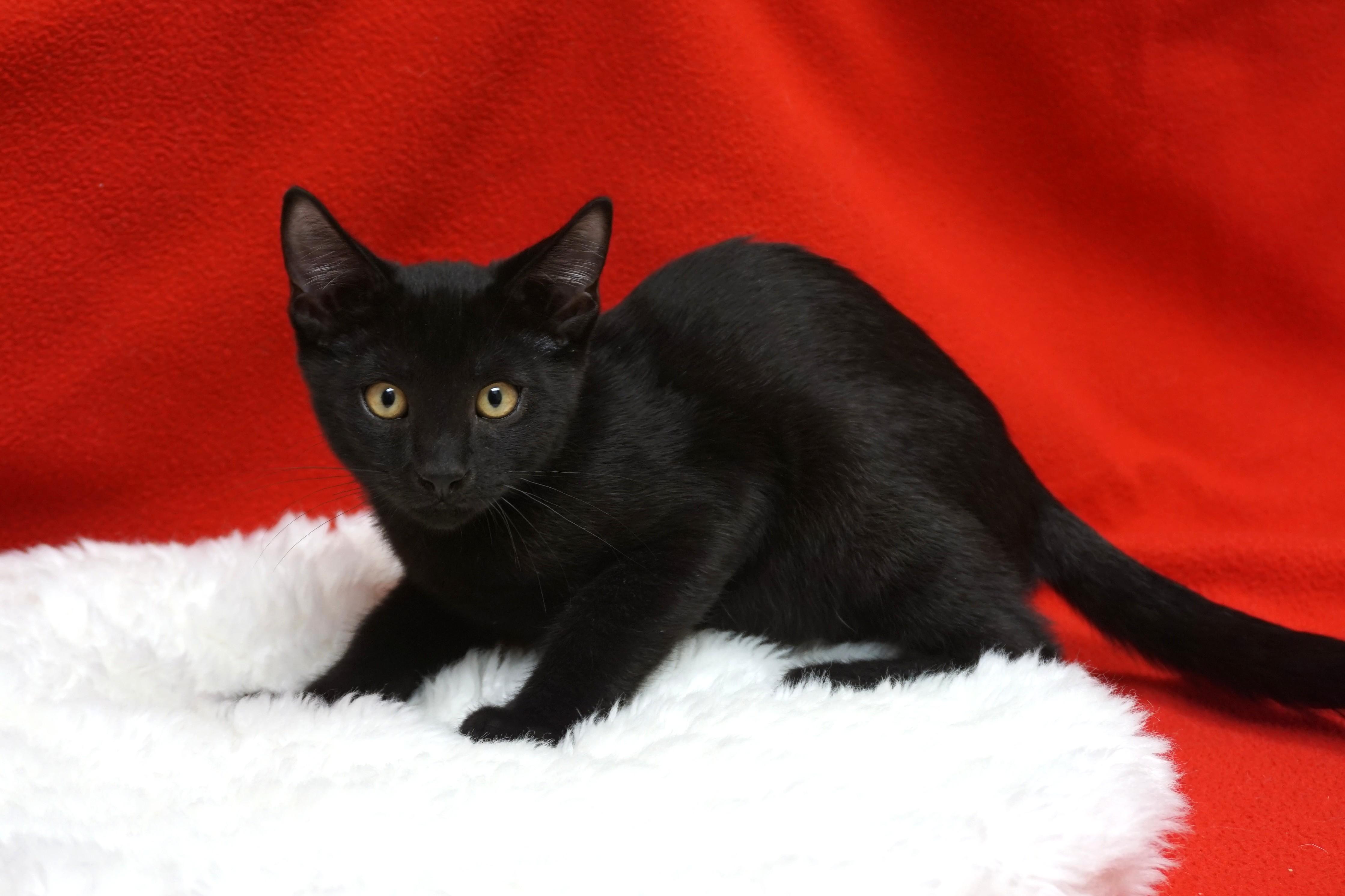 Enlarge Nicholas, a Adoptable Domestic Short Hair in Fountain Hills, AZ image 1/3