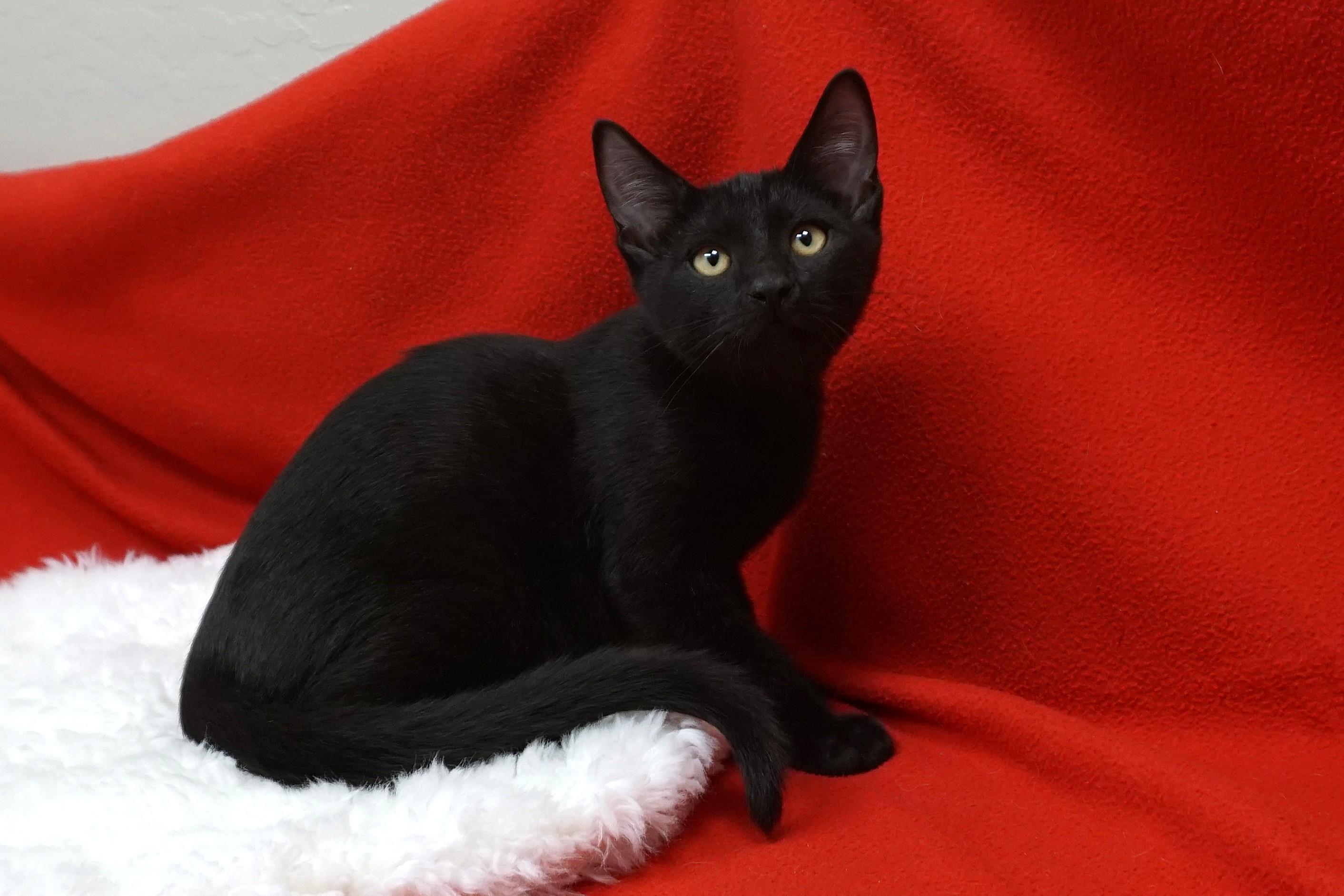 Enlarge Nicholas, a Adoptable Domestic Short Hair in Fountain Hills, AZ image 2/3