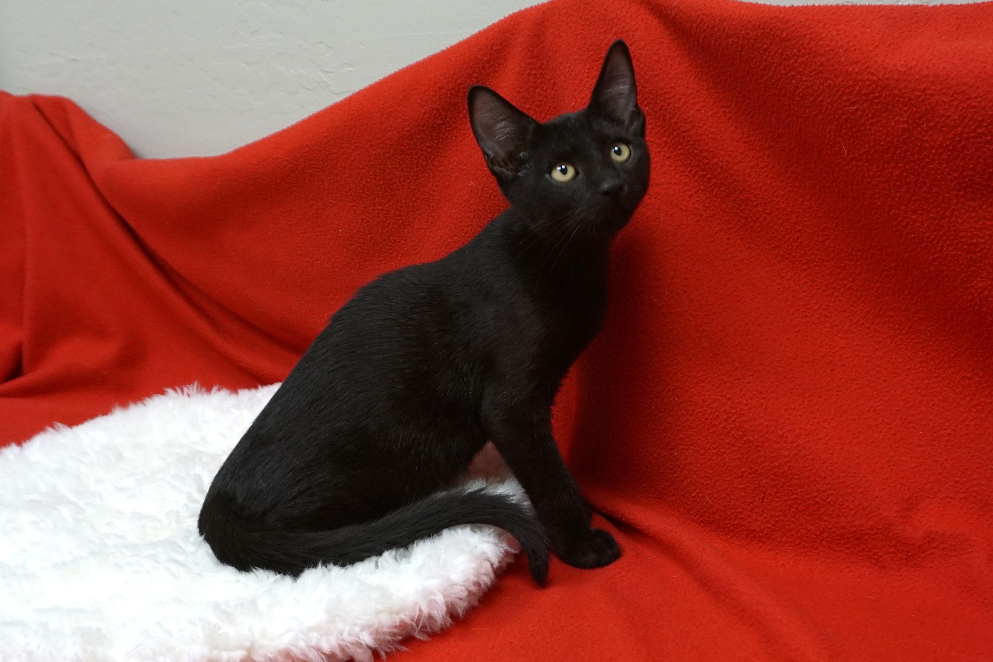 Enlarge Nicholas, a Adoptable Domestic Short Hair in Fountain Hills, AZ image 3/3