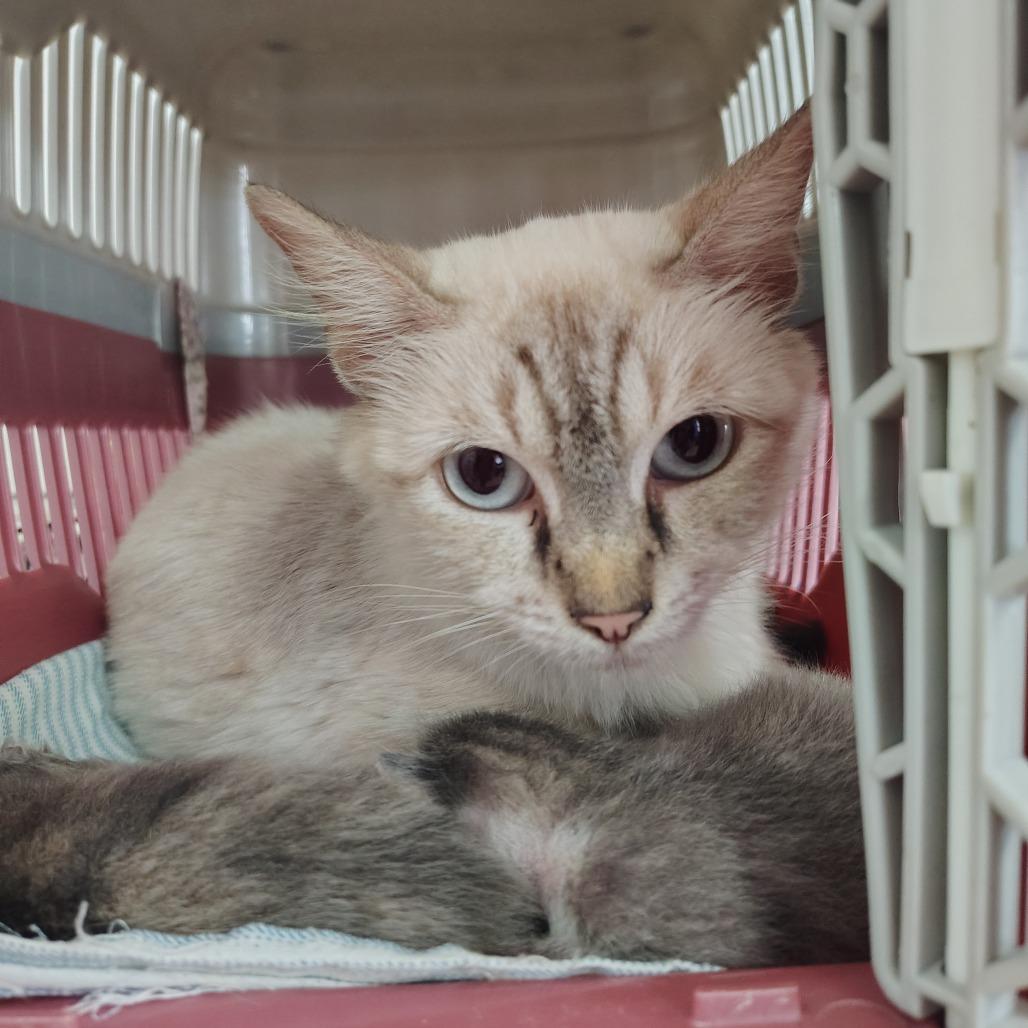 Myla, Adoptable, Young Female Domestic Long Hair & Siamese.
