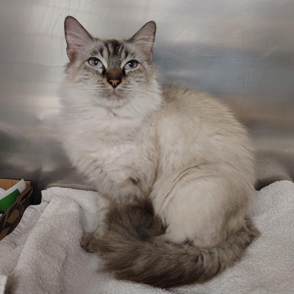 Enlarge Myla, a Adoptable mixed breed in Vieques, PR image 2/3