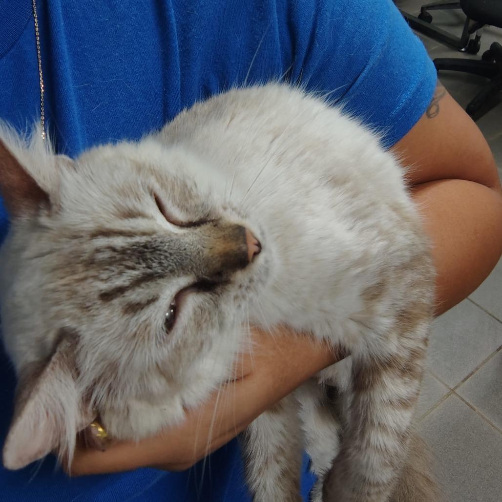 Enlarge Myla, a Adoptable mixed breed in Vieques, PR image 3/3