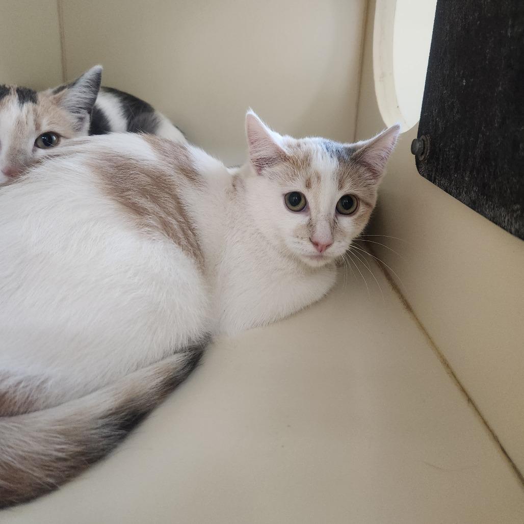 Honey Bun, Adoptable, Kitten Female Domestic Short Hair.