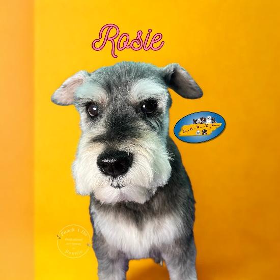 Rosie, a ADOPTABLE mixed breed in Knoxville, TN image 6/6