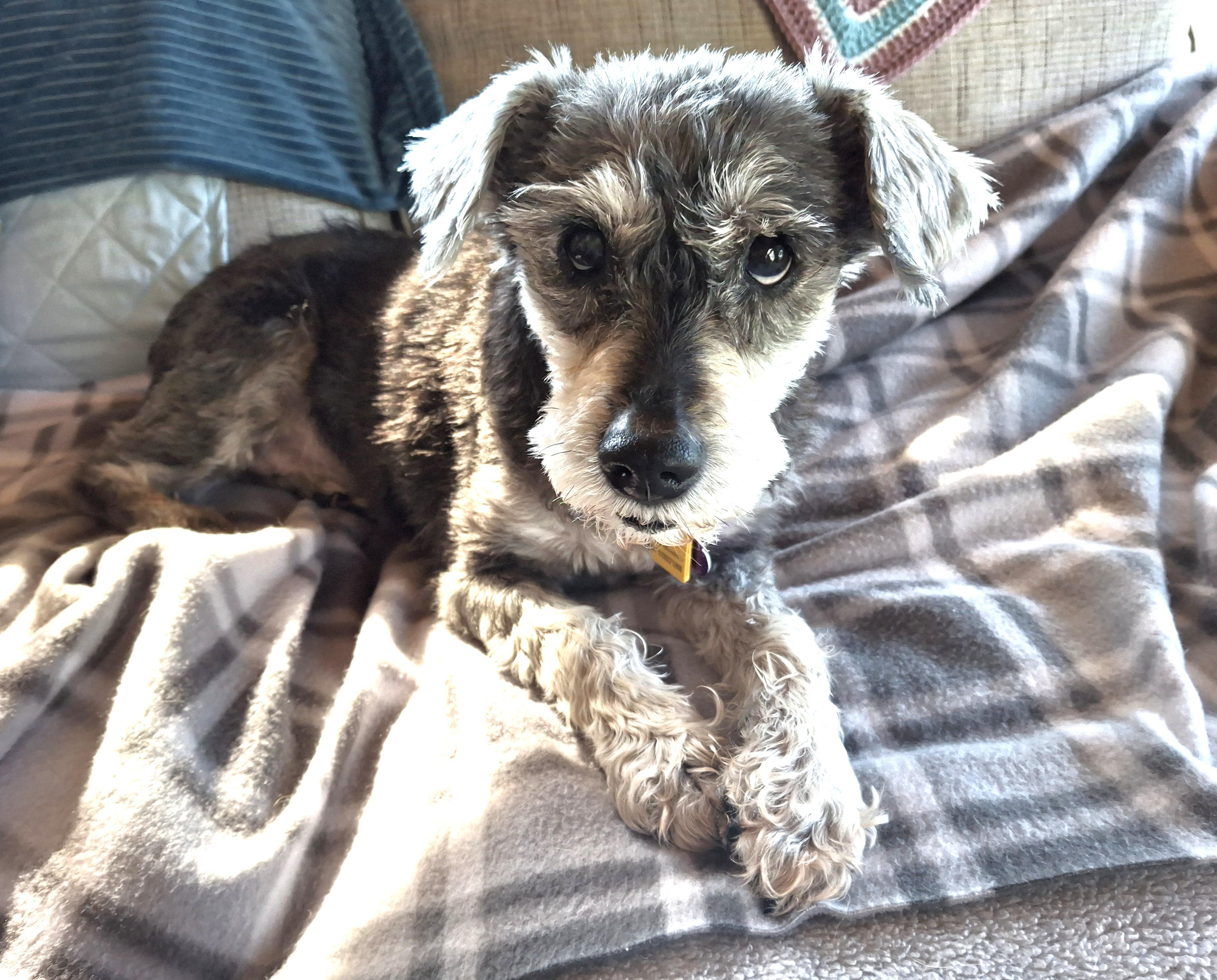Rosie, a ADOPTABLE mixed breed in Knoxville, TN image 4/6