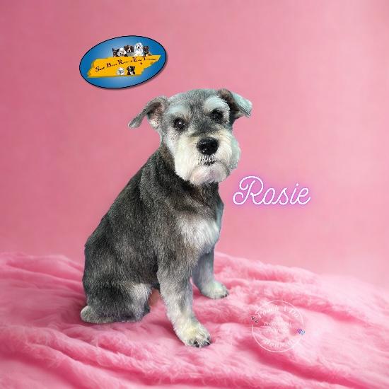 Rosie, a ADOPTABLE mixed breed in Knoxville, TN image 1/6