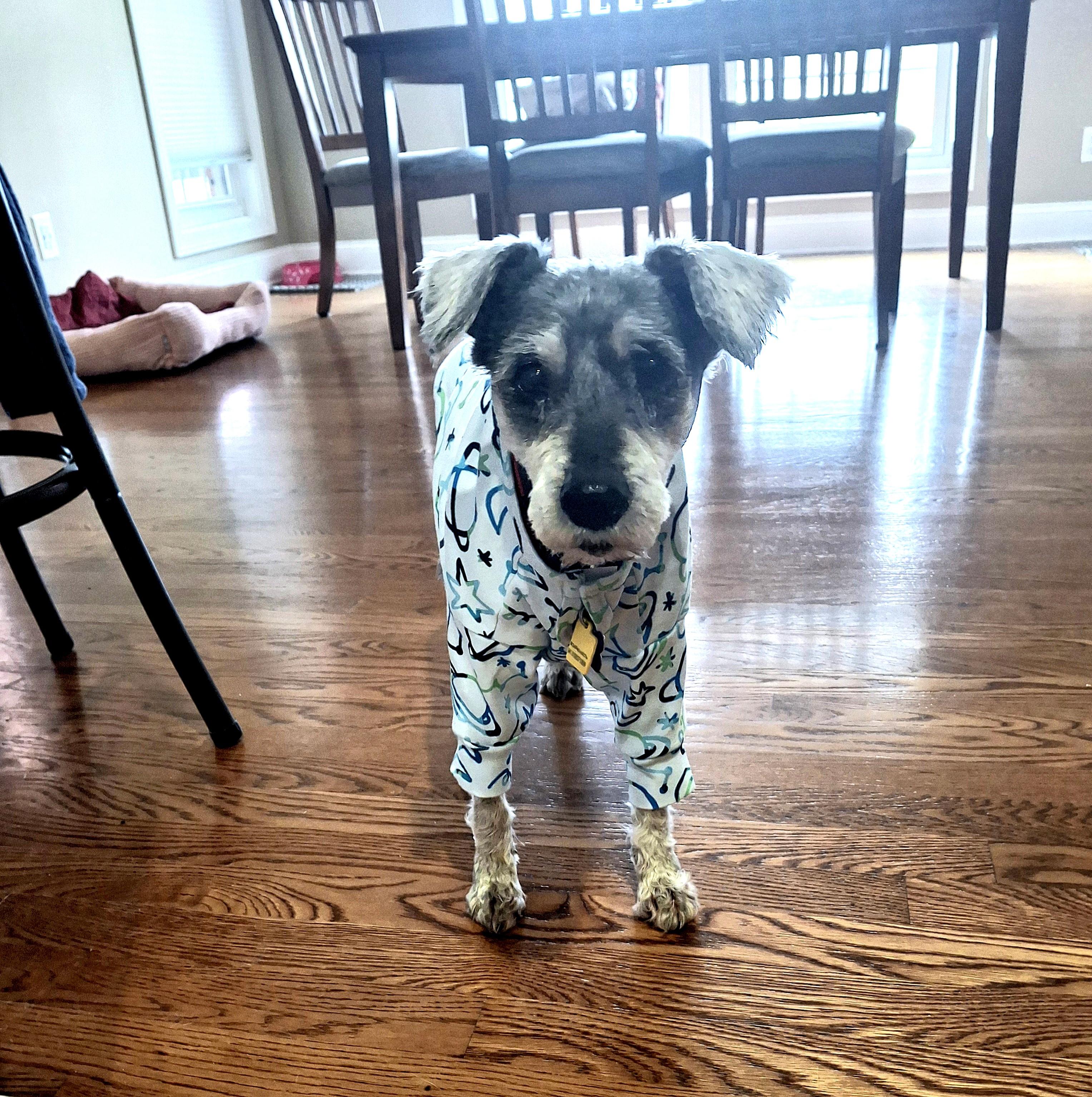 Rosie, a ADOPTABLE mixed breed in Knoxville, TN image 5/6