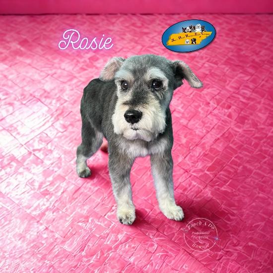 Rosie, a ADOPTABLE mixed breed in Knoxville, TN image 2/6