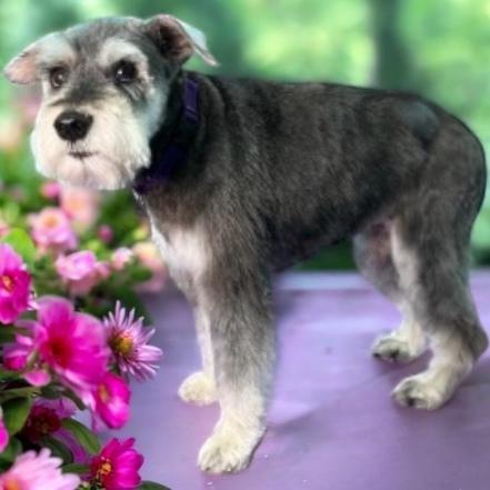 Rosie, a ADOPTABLE mixed breed in Knoxville, TN image 3/6