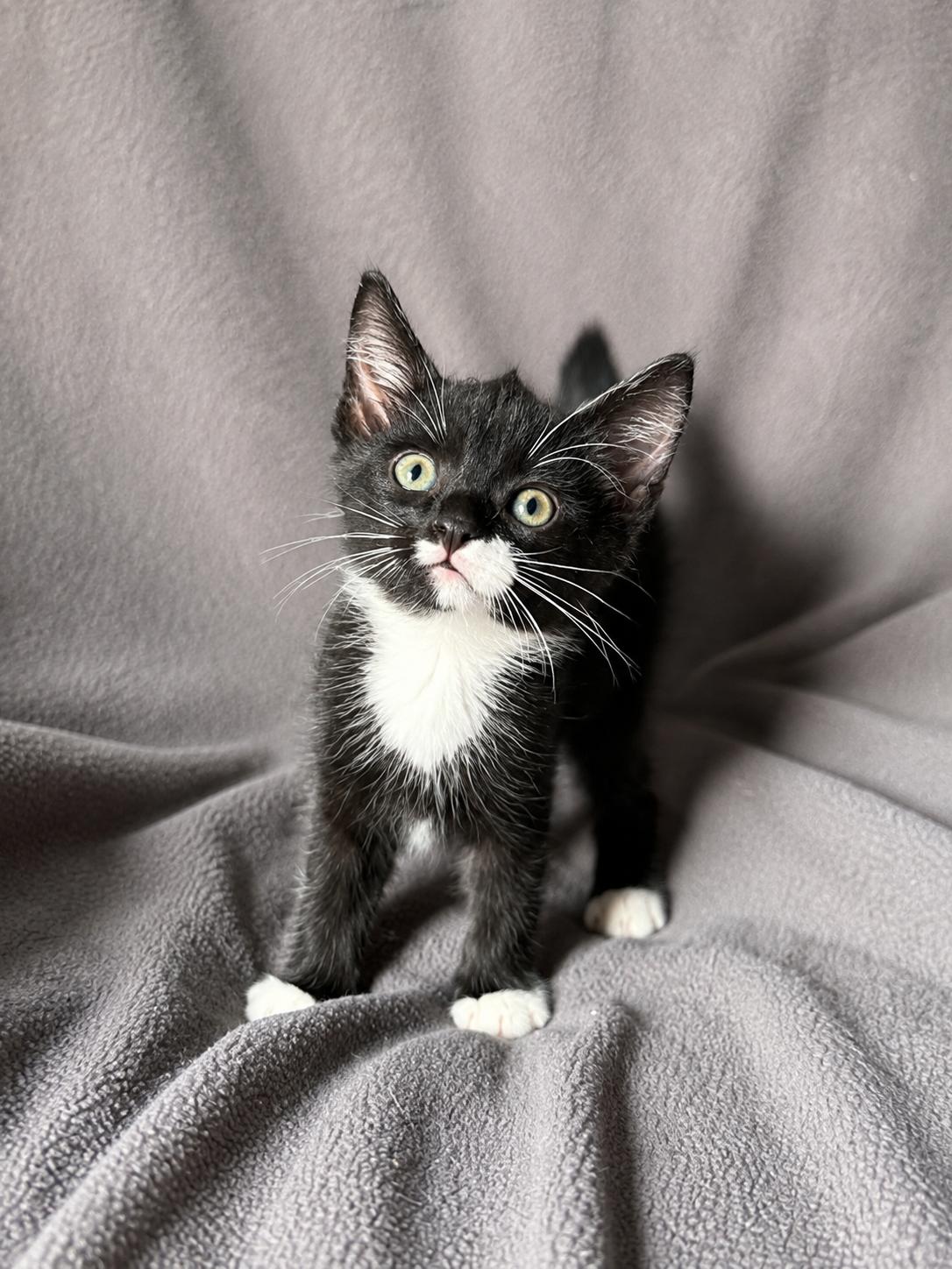 Enlarge Hashbrown, a Adopted Domestic Short Hair in Smicksburg, pa 16256, PA image 1/3