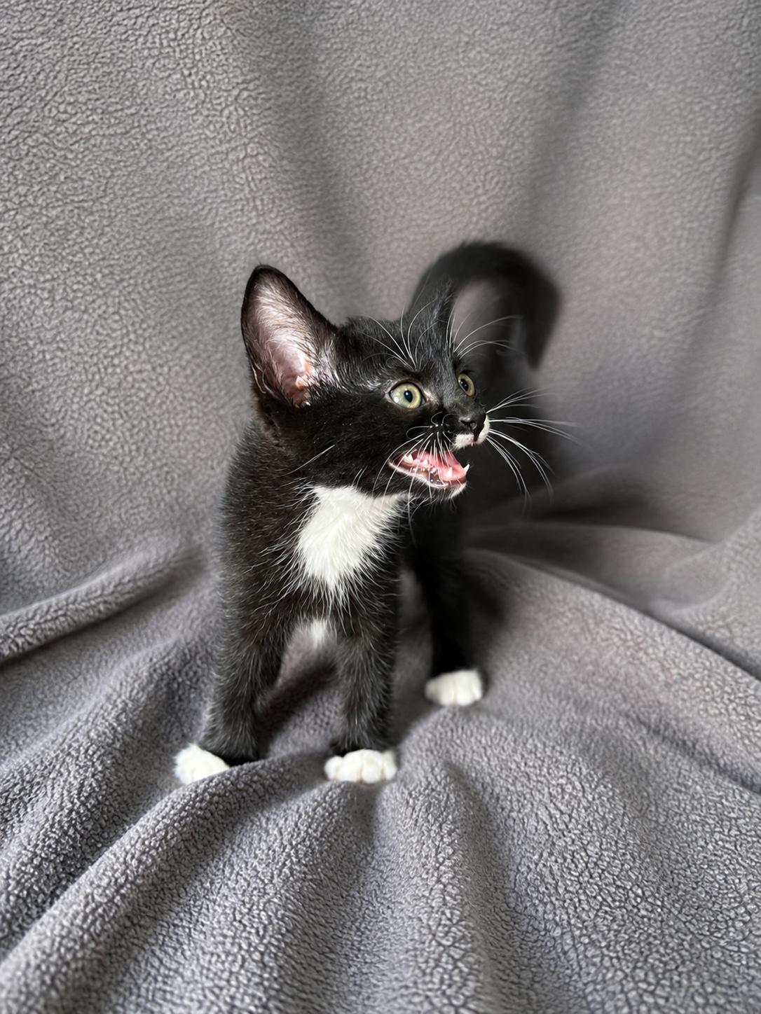 Enlarge Hashbrown, a Adopted Domestic Short Hair in Smicksburg, pa 16256, PA image 2/3