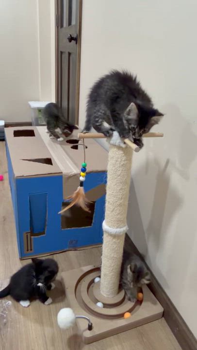 Enlarge Hashbrown, a Adopted Domestic Short Hair in Smicksburg, pa 16256, PA video 3/3